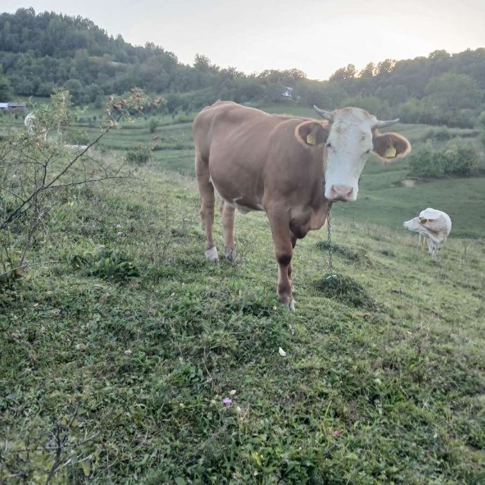 Jurinca de vanzare