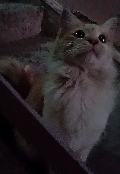 Qiz 1,2 yosh angarskiy parada yaxshi qollarga topshira man