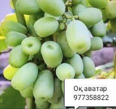 Аватар, рататуй, ламборджини узум  каламчалари ва кучатлари