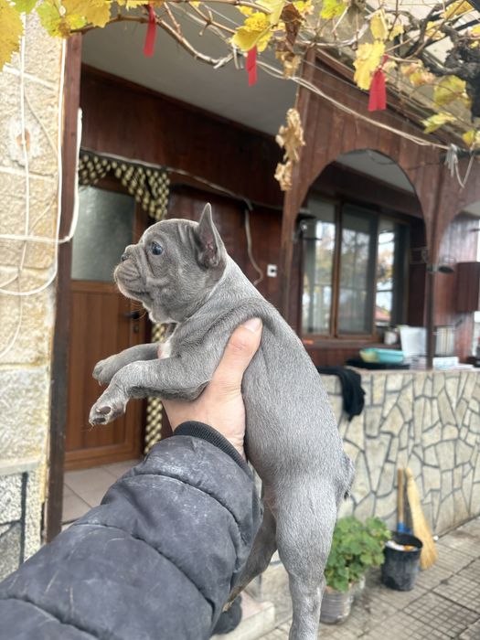 Френски Булдоци сини и блу тен