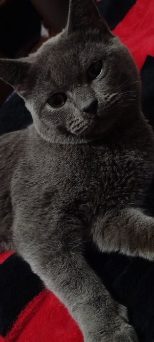 Mushuk sotiladi aqilli pokiza