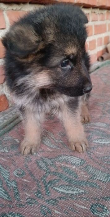 Продавам немски овчарки – 1 месечни