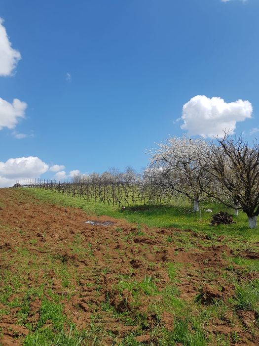 Teren arabil de vanzare/vie/livada in Tasnad
