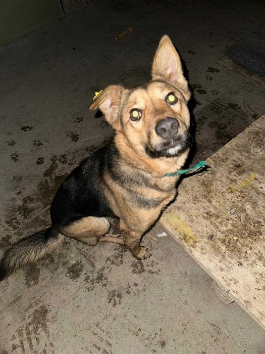 Собака лучший друг