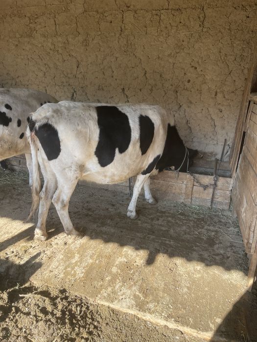 Буаз         сиыр