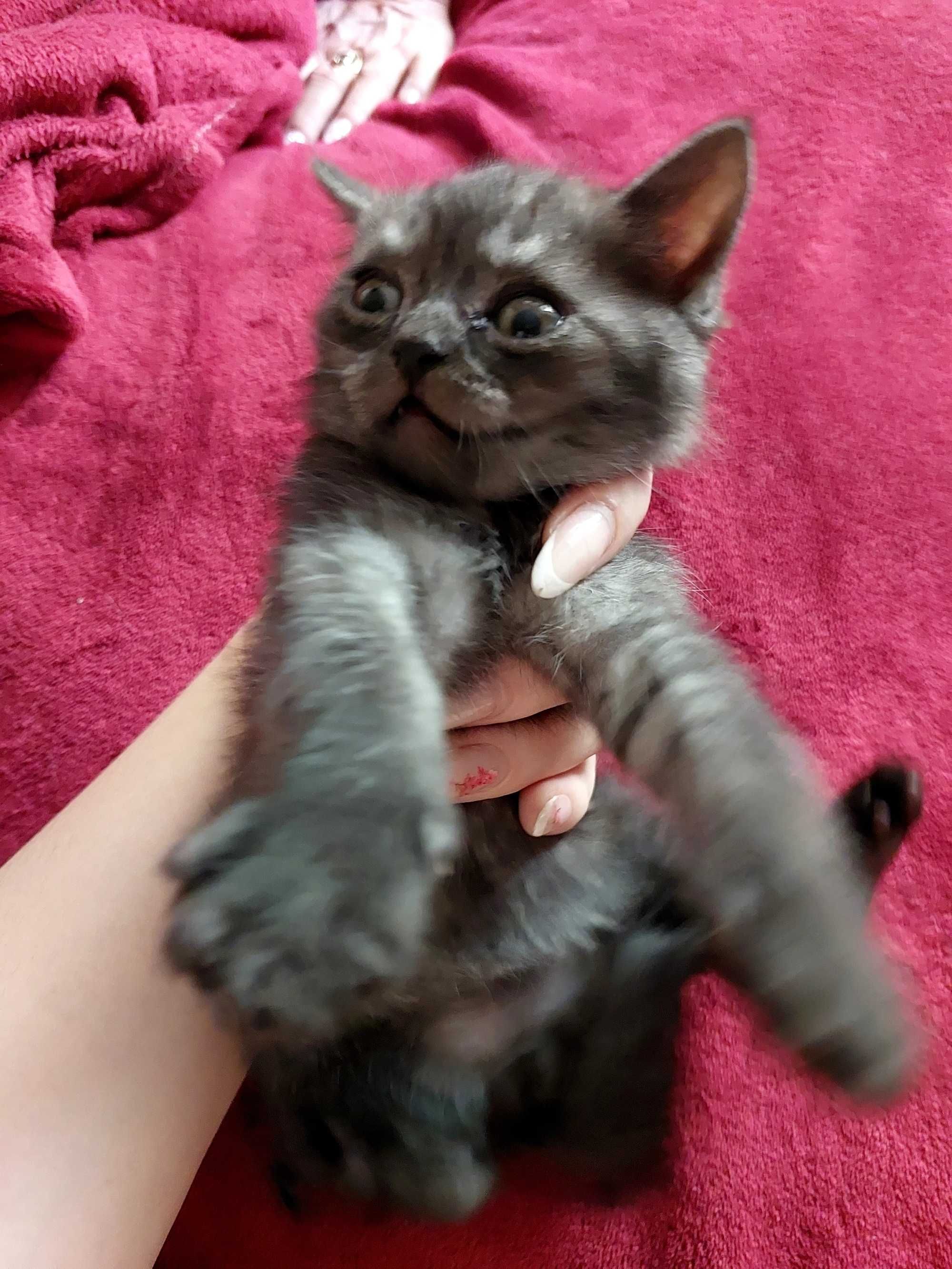 Вислоухие котятки)