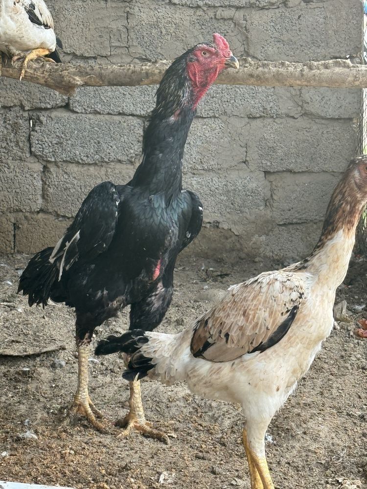 Продаётся куры Брама чистокровные и Ганое сыплята бойцов