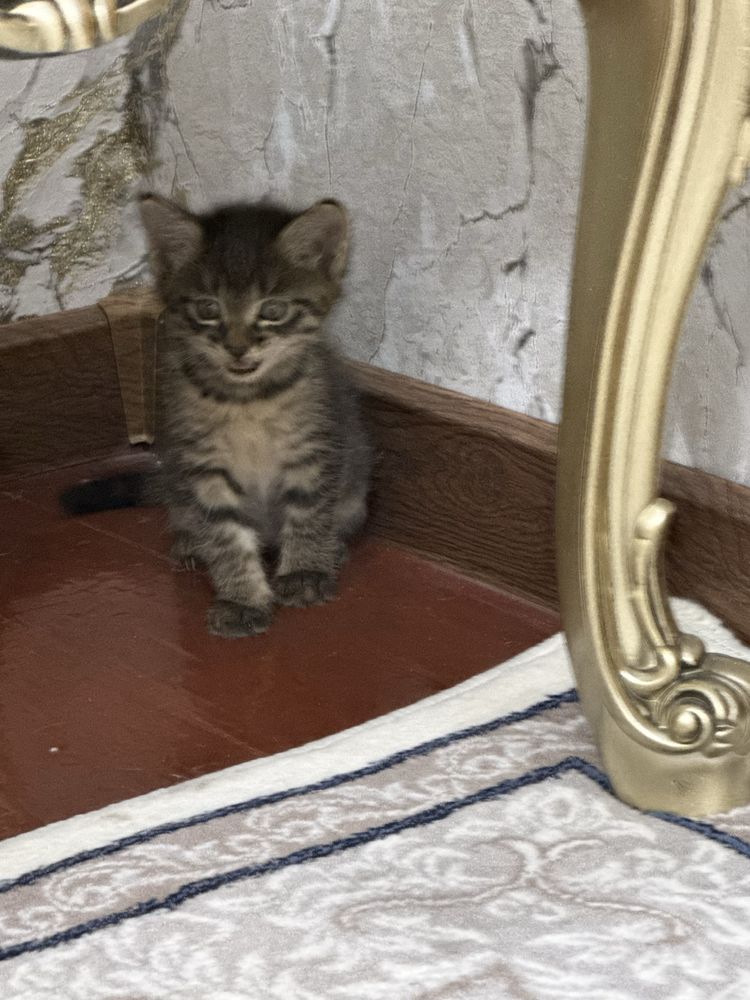 Mushuk bolasi ti