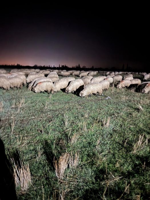 Vand 200 de oi selectate