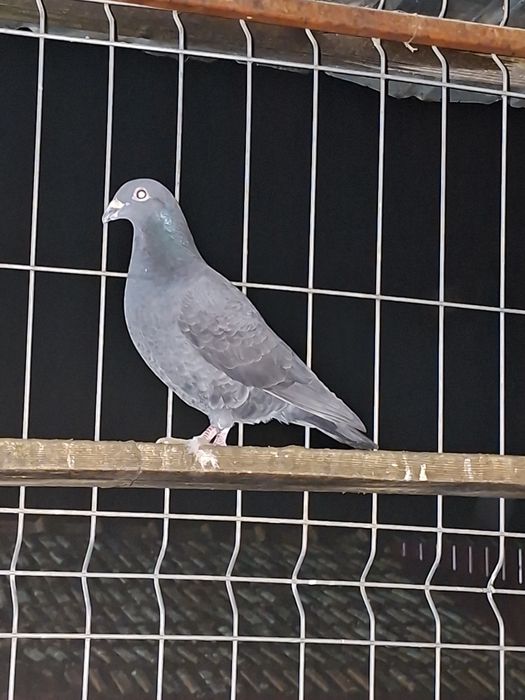 De vânzare porumbei voiajori