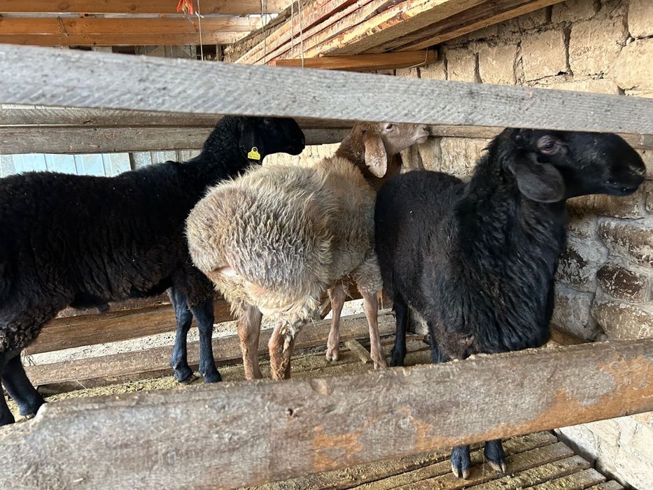 Қой еті | жасына толмаған жас қошқарлар | тегін жеткізіп сойып береміз