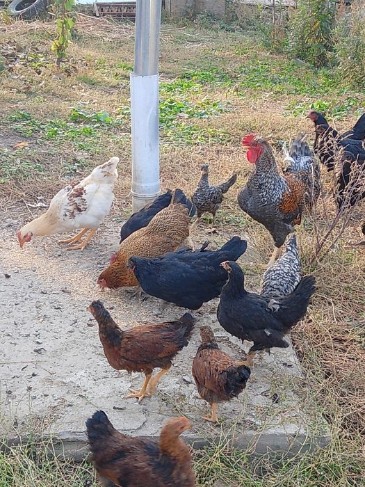 Продам куриц и петуха, цеплят уже большие