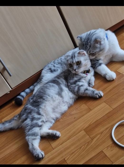 Шотланский веслохий котчта
