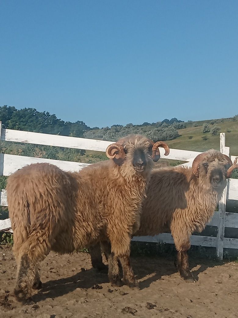Berbecii bucălai