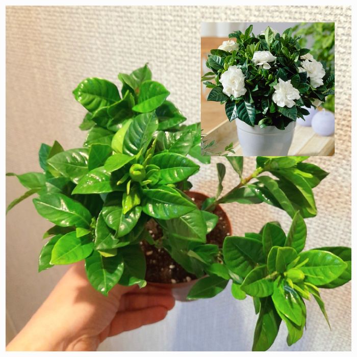 Продам Гордения жасминовидная