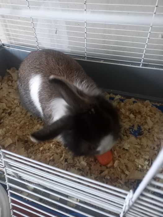 Подарявам зайче без кретката