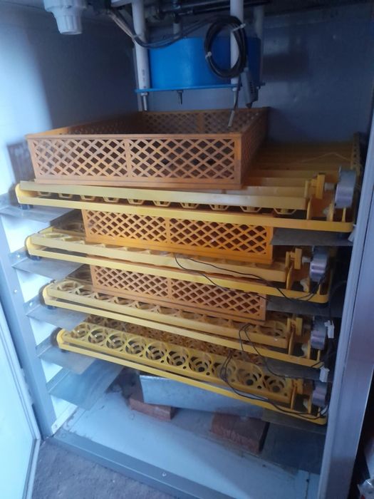 Incubator  MS294