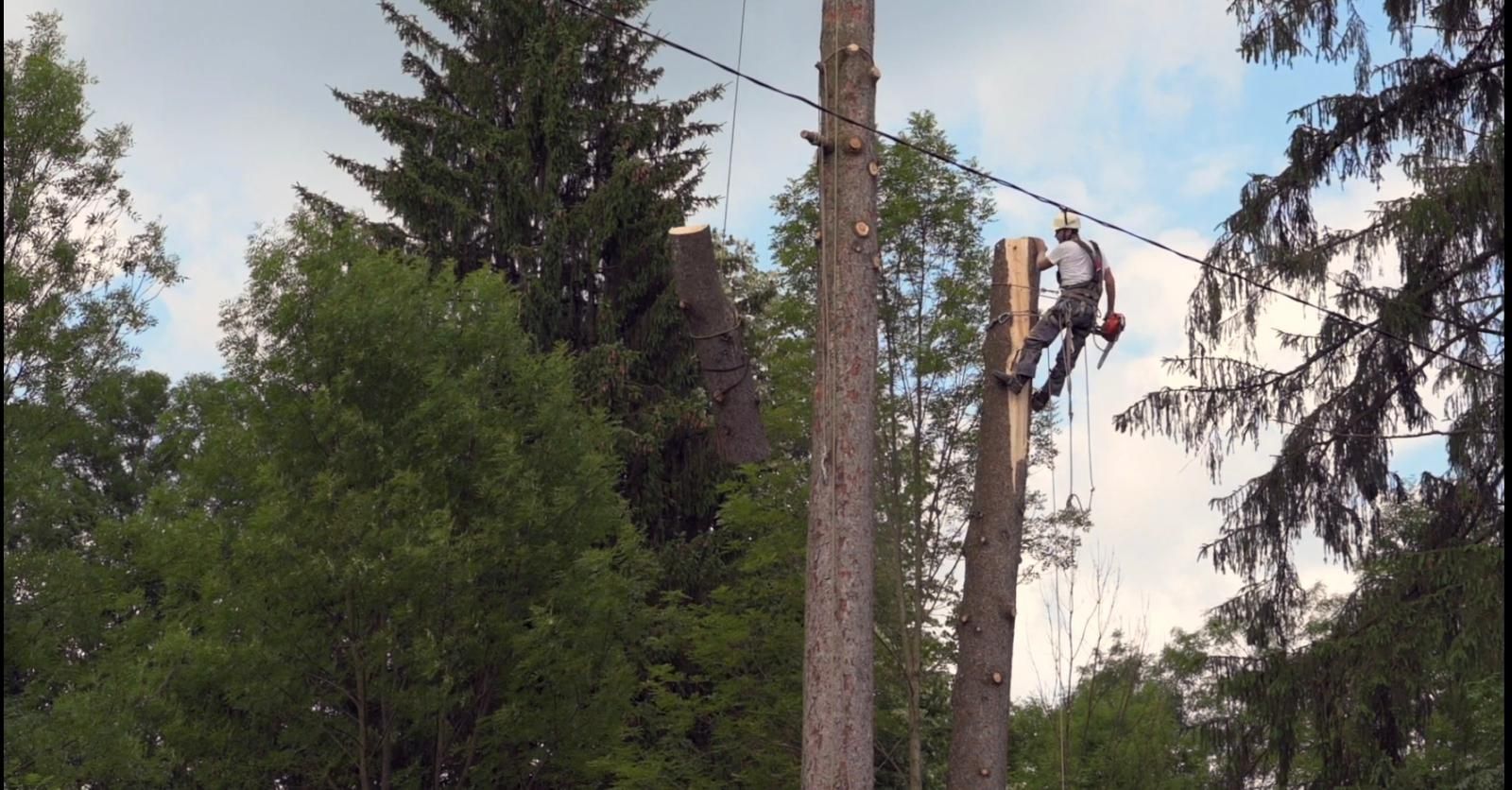 Servicii pentru toaletat și doborât arbori