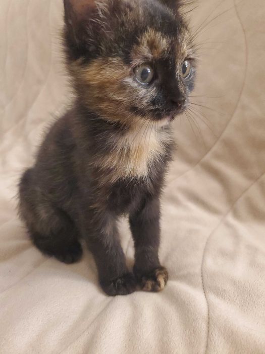 Домашна женска котка сцвят на костенурка  на 2 месеца, търси дом