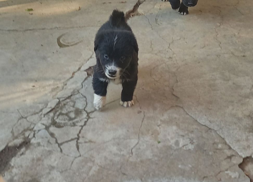 Продавам каракачанчета.