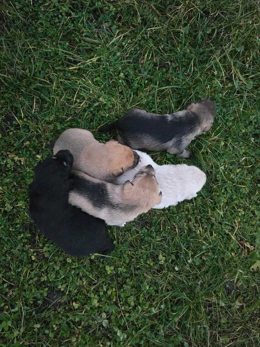 Ofer spre adopție 5 cățeluși – disponibili în aproximativ o lună