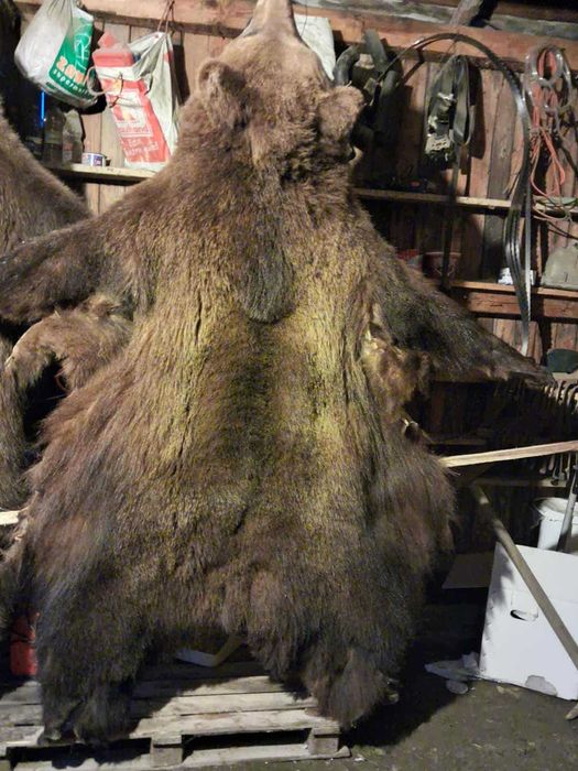 Piei de urs de vanzare