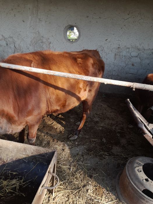 Гуножин сотилади 1'5 йошар