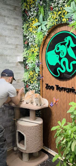 Британец Залатой Шиншилла ny 12. Shinshilla.