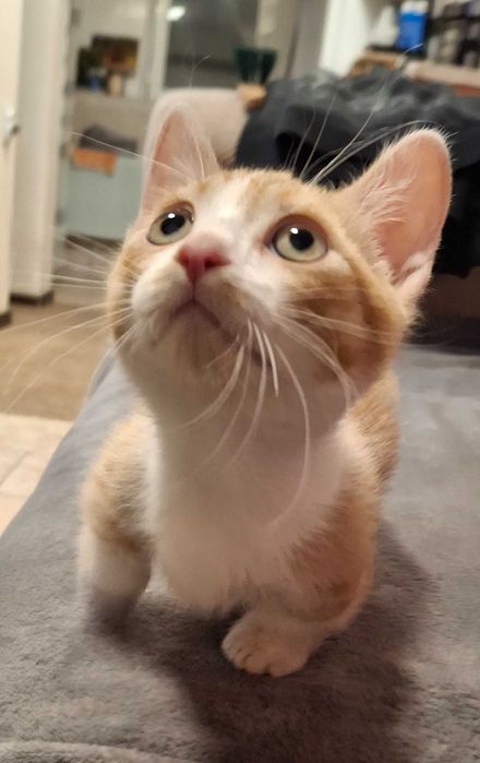 Коте с къси лапички / манчкин