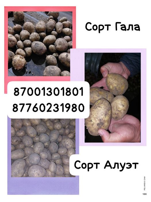Картошка оптом г. ПАВЛОДАР, сорт Гала