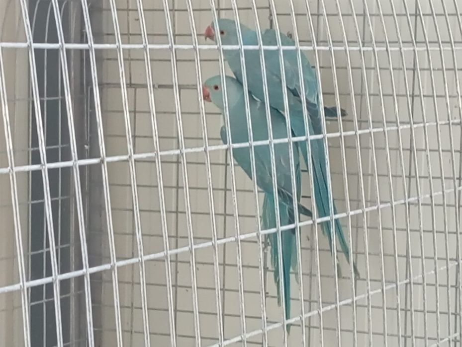 Pui papagali micul Alexandru