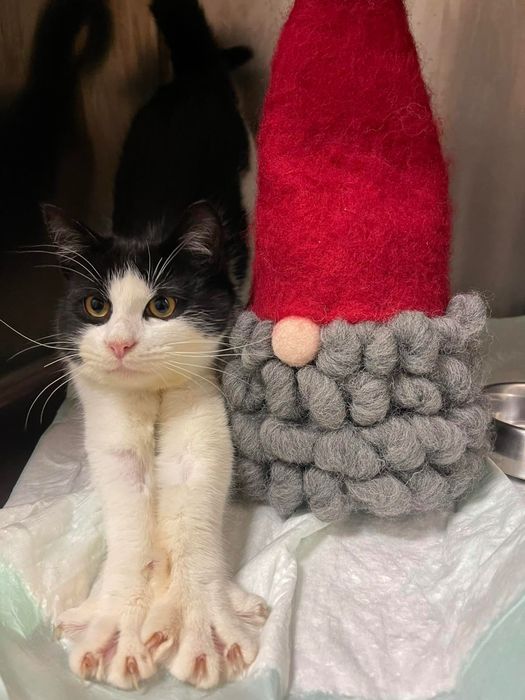 Коте домашен любимец