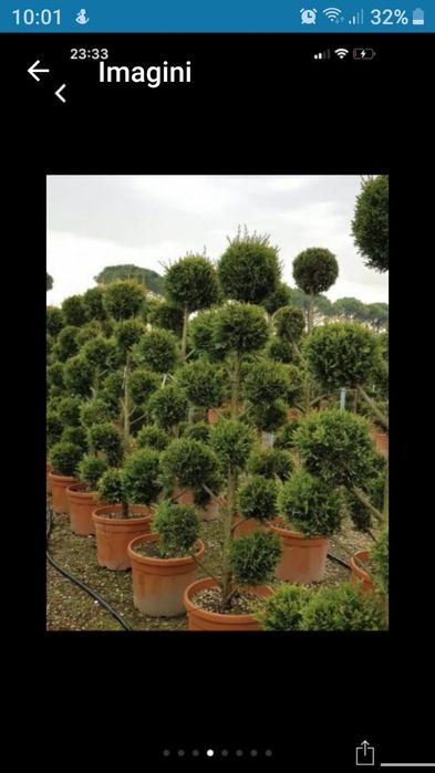 Tuia smarald 3m brazi arginti 2m