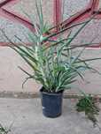 Plante naturale Aloe Vera