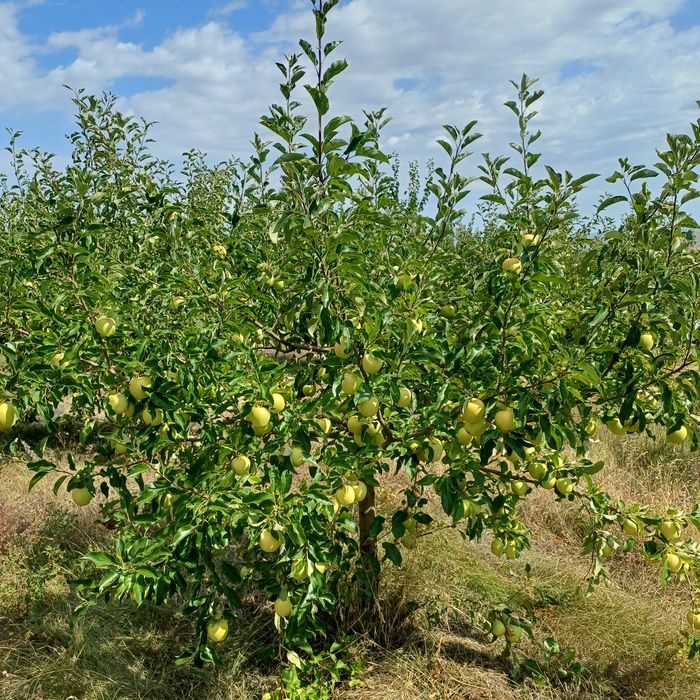 Vând mere golden 3,5 lei kg  la cantități mari negociem
