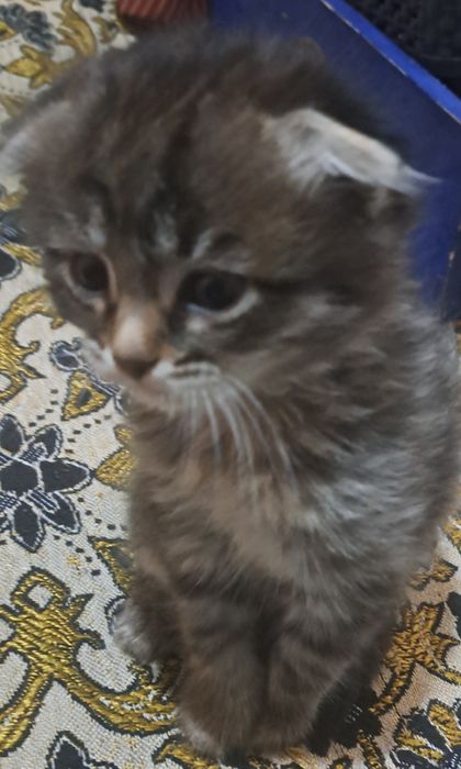 Отдам в добрые руки милых котят