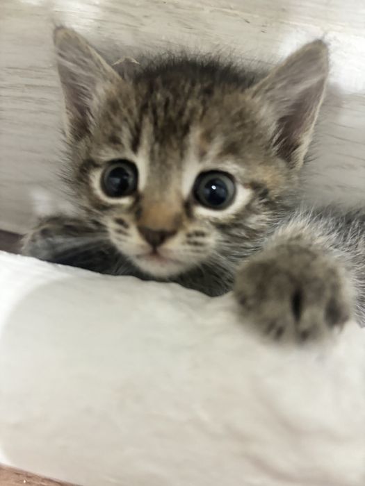 Котята 1 месяц чистые породистые