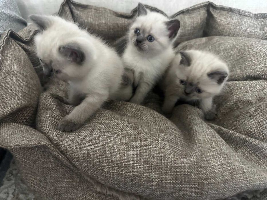 Продам Шотландский котят