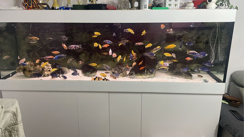 Vand ciclide africane caeluleus galbeni