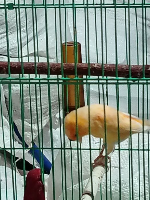 Канарейка Куши нар 1.5 яш