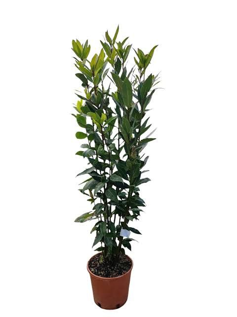 Dafin (Laurus Nobilis )