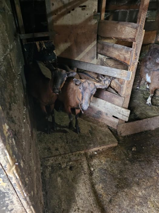 Lapte de capra,rasa Alpin Francez 100% BIO