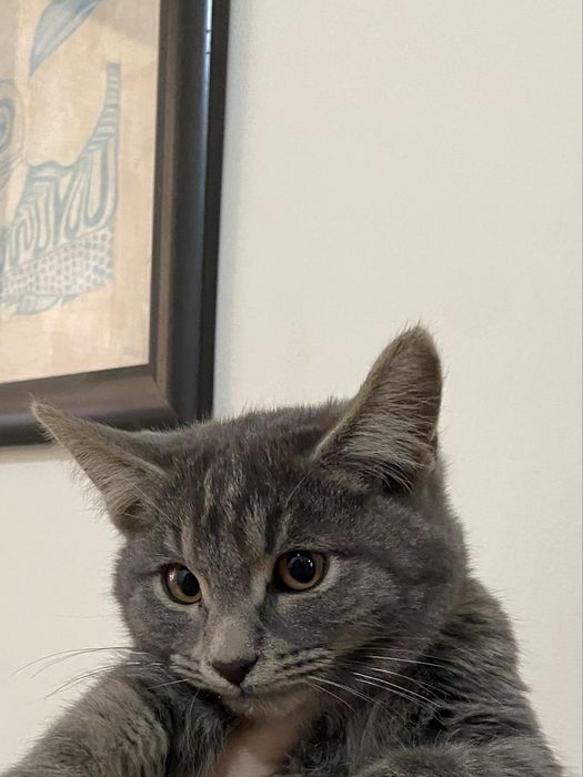 Котёнок. Отдам в любящие руки.