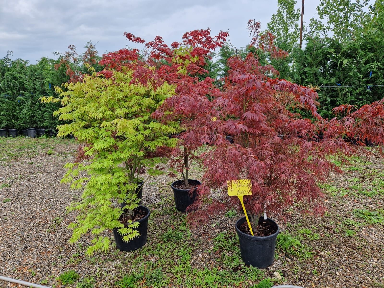 Artar japonez ( acer palmatum, disectum )