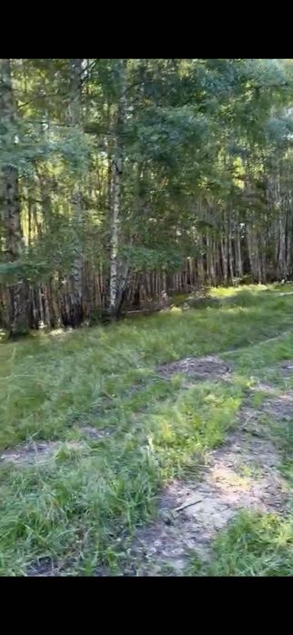 Pășune împădurită