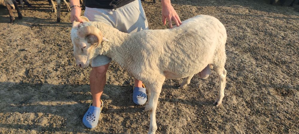 Berbeci ciuli (fara urechi) de vanzare