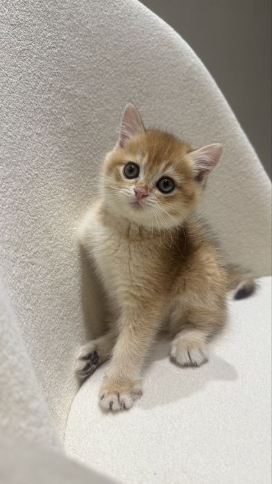 Zolotaya shinshilla ny 12bri, o'g'il bola 2 oylik