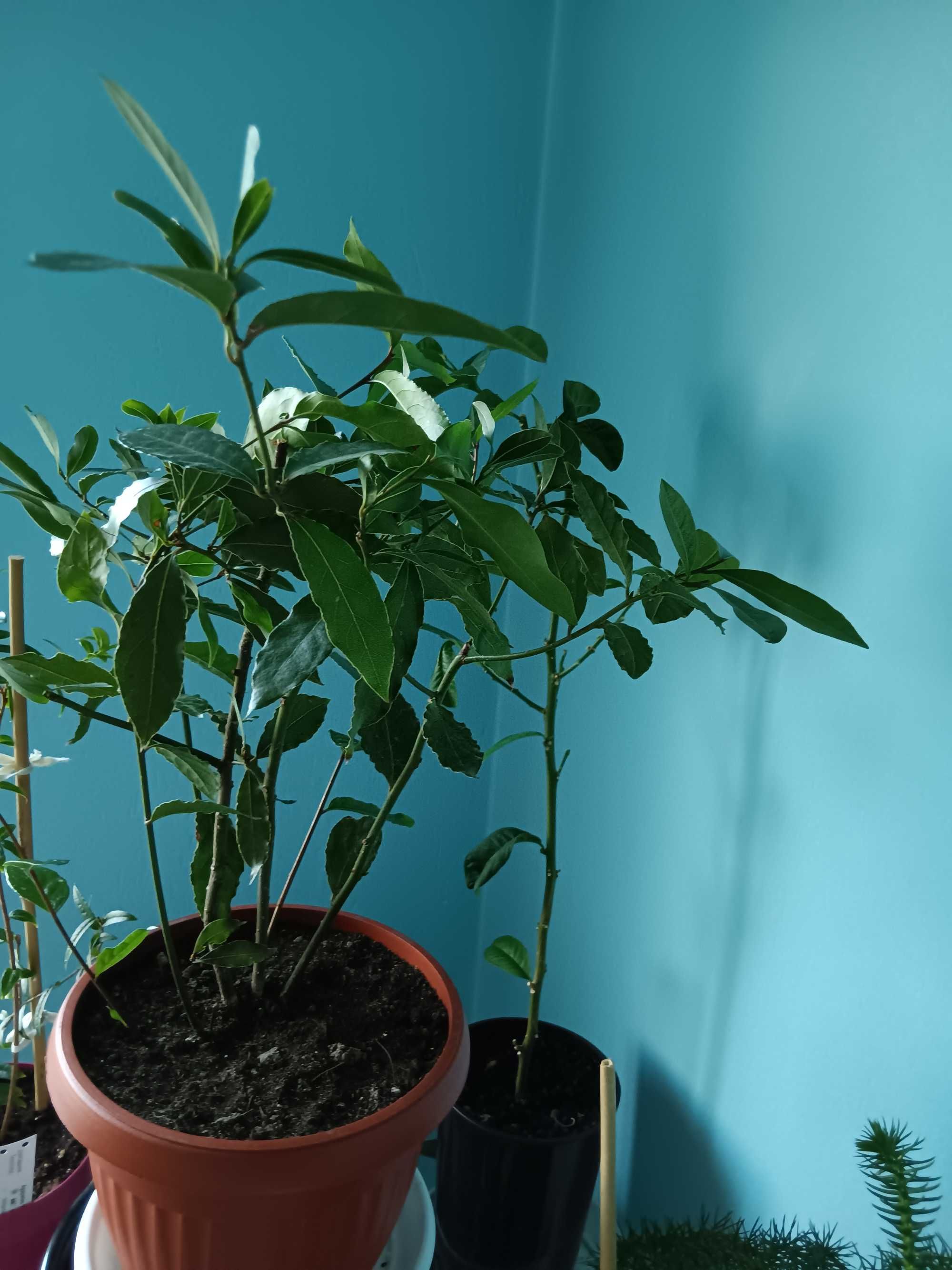 Дафинов лист,Гинко билоба и семена