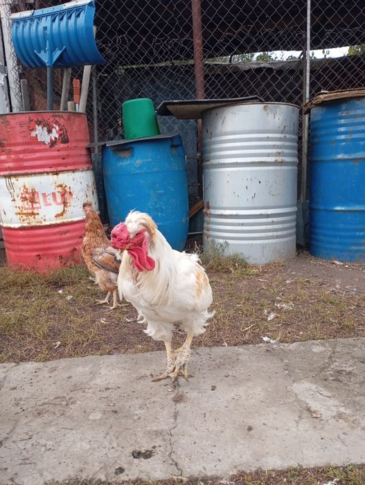 Продам петух дамашни