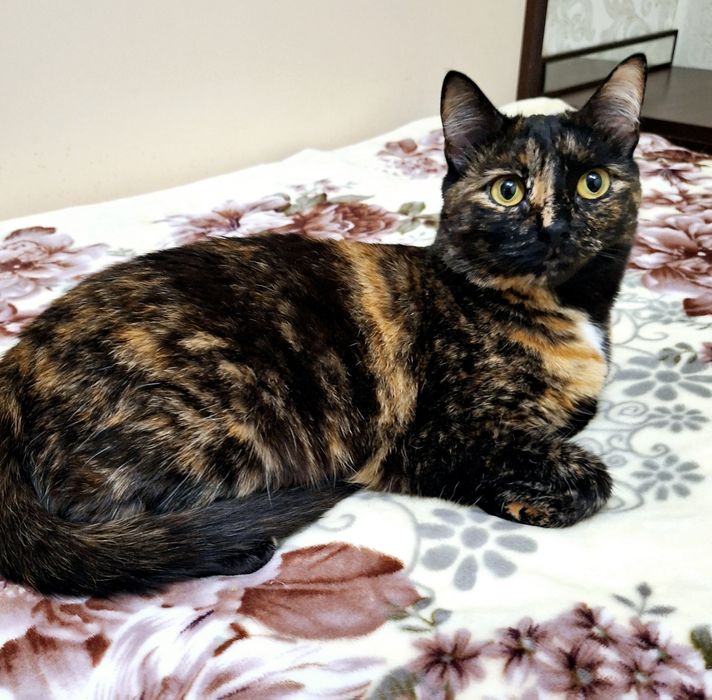 Стерелизованная кошечка Алиса .